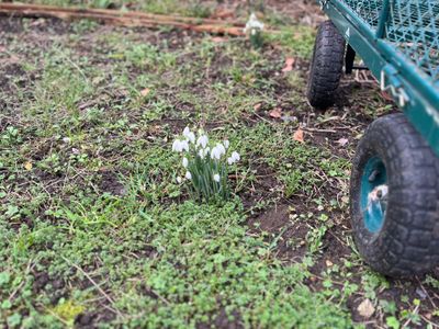 Featured image for Digital Gardening
